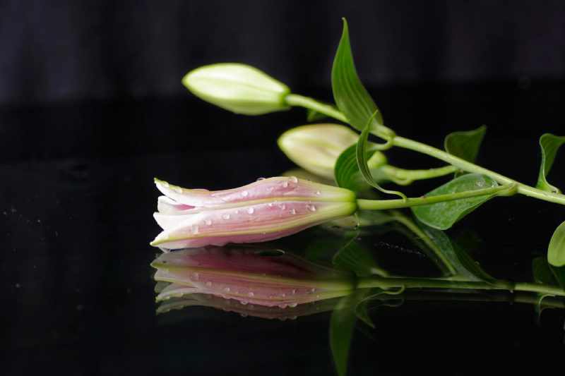 flower against blurred background(1)