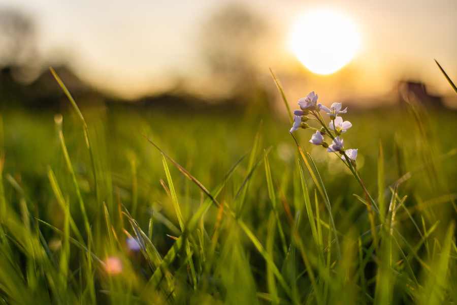 flower-among-grasses